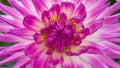 Dahlia named Lady Lapita a close-up